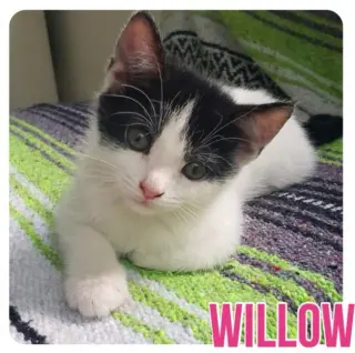 Willow