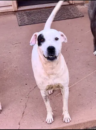 Dottie