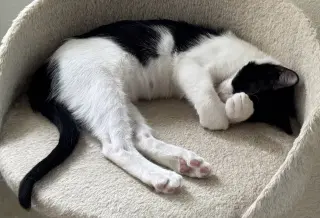 Minnie R