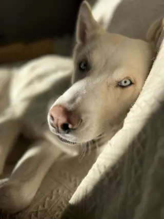 Zeus 2 (TX)