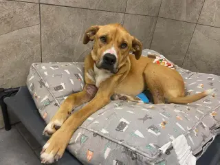 Toby Bean (TX)