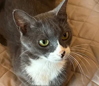 Morgan