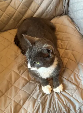 Morgan