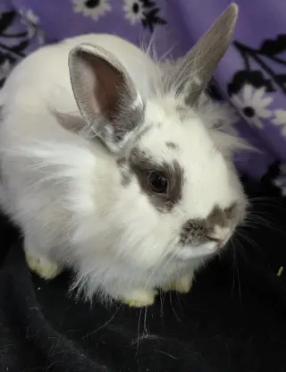 Evie