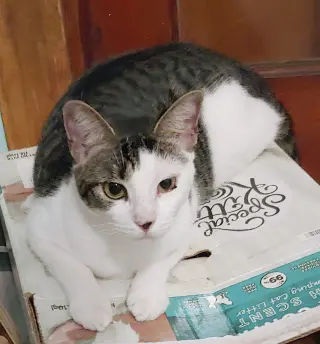 Josie