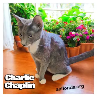 Charlie Chaplin