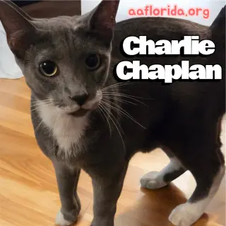 Charlie Chaplin