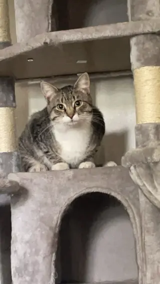 Caspian