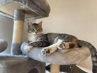 Caspian