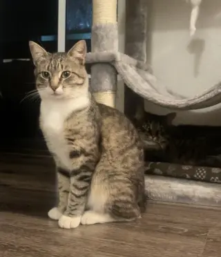 Caspian