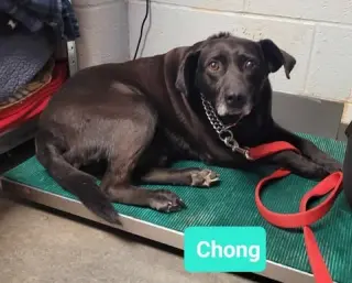 Chong-Sponsored