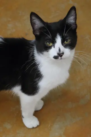 Nellie