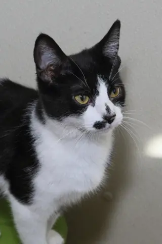 Nellie