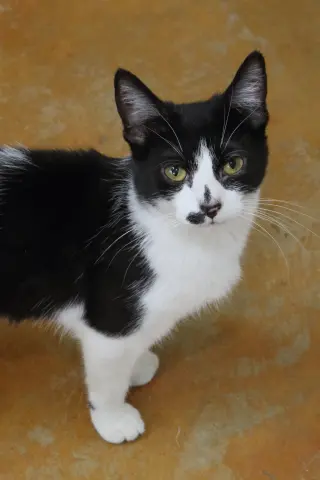 Nellie
