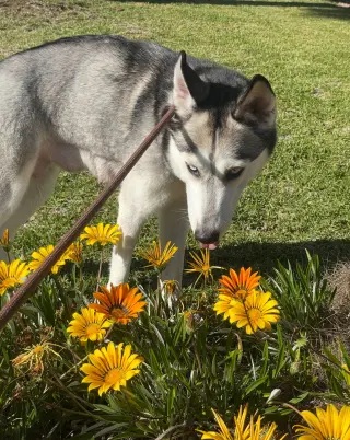 Marlee