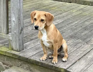 Nemo