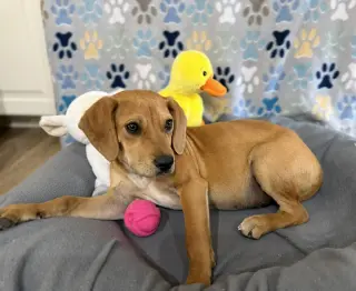 Nemo