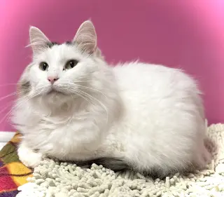 Mia