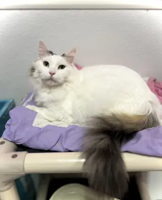 Mia