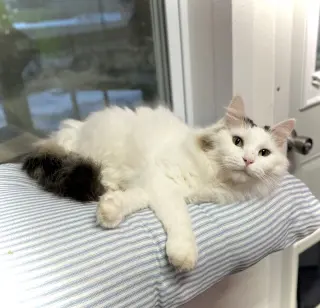 Mia