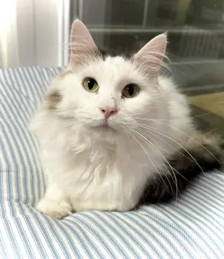 Mia