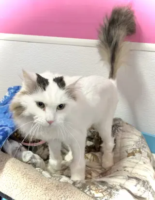 Mia