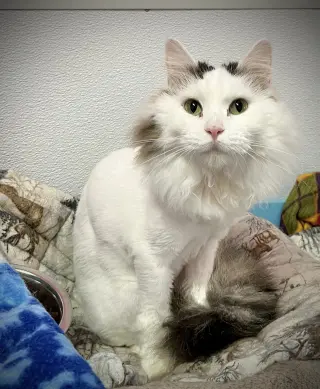 Mia