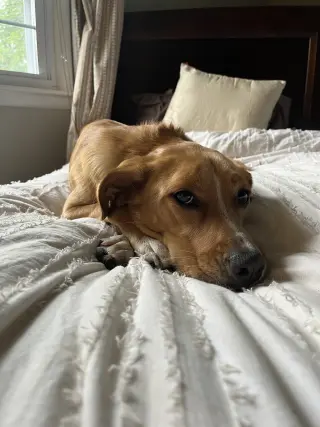 Truffle