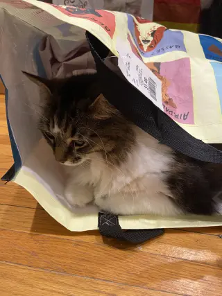 Zoey - Sponsored by Zoey L.
