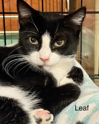 Leaf & Bean
