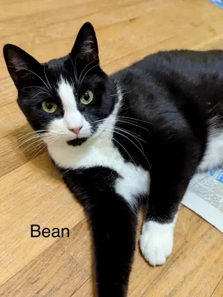 Leaf & Bean