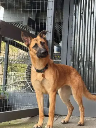 Ripley SJ
