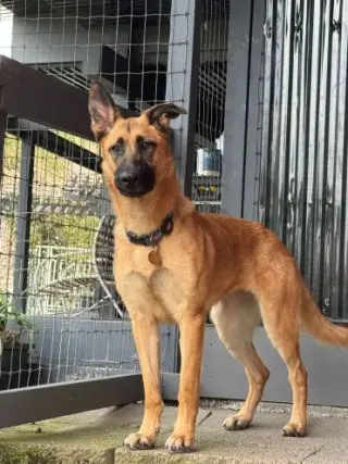 Ripley SJ