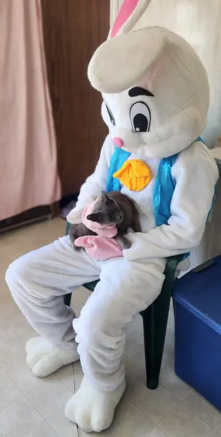 Sir Grey
