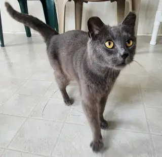 Sir Grey