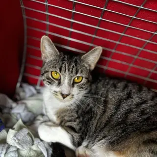 Mookie