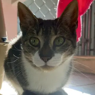 Poppette