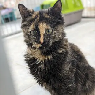 Peanut Butter (In Foster)