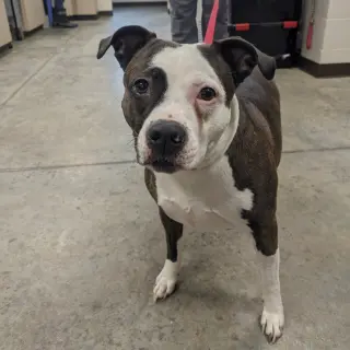 Luna Lou