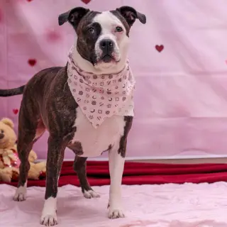 Luna Lou