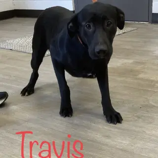 Brad