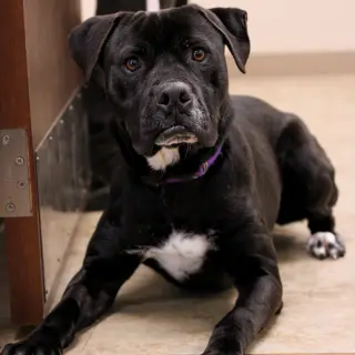 Dexter