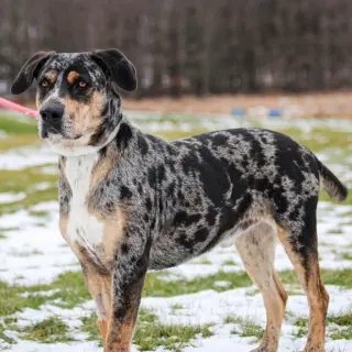 Riggs (Buddy)