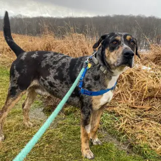 Riggs (Buddy)
