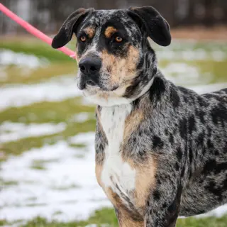 Riggs (Buddy)
