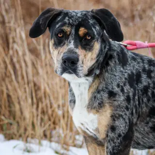 Riggs (Buddy)