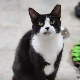Ludo