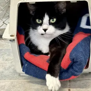 Ludo