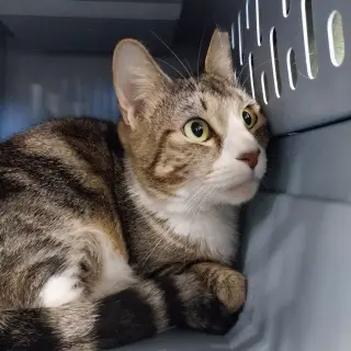 Lena