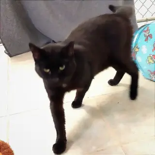 Captain Fuzpaws